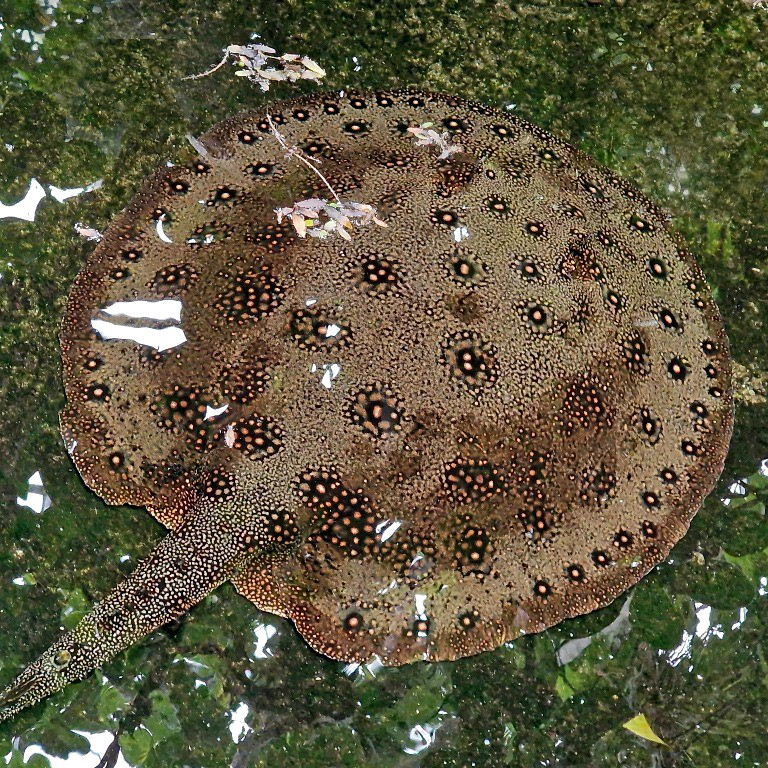 Ocellate River Stingray