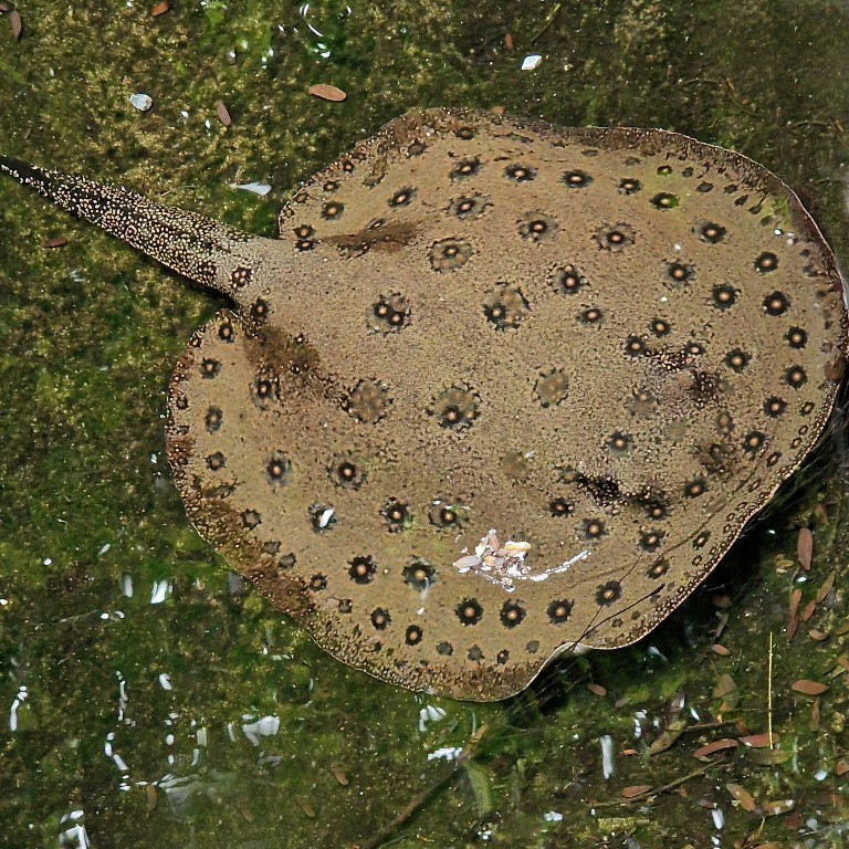 Ocellate River Stingray
