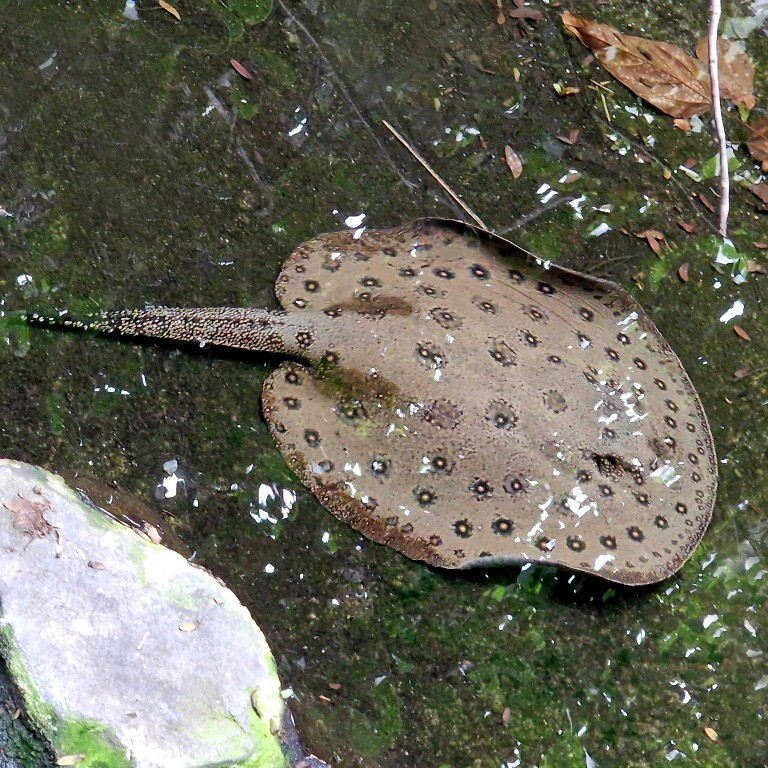 Ocellate River Stingray