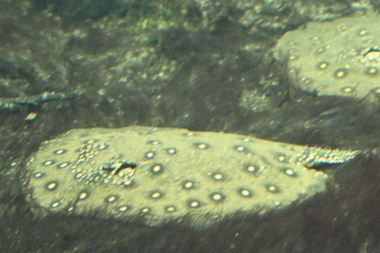 Ocellate River Stingray