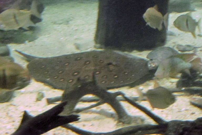 Ocellate River Stingray