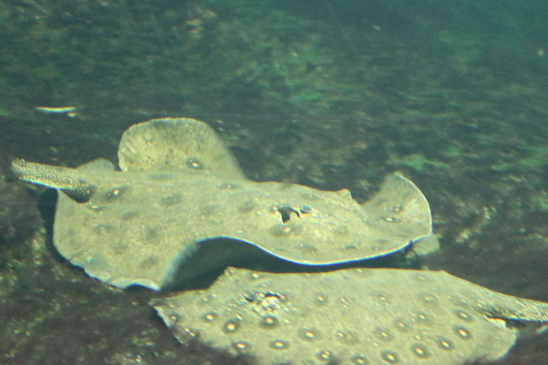 Ocellate River Stingray