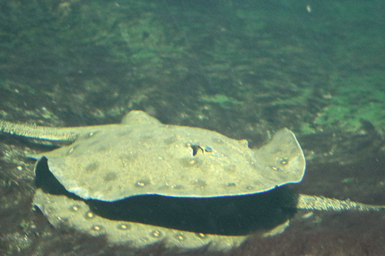 Ocellate River Stingray