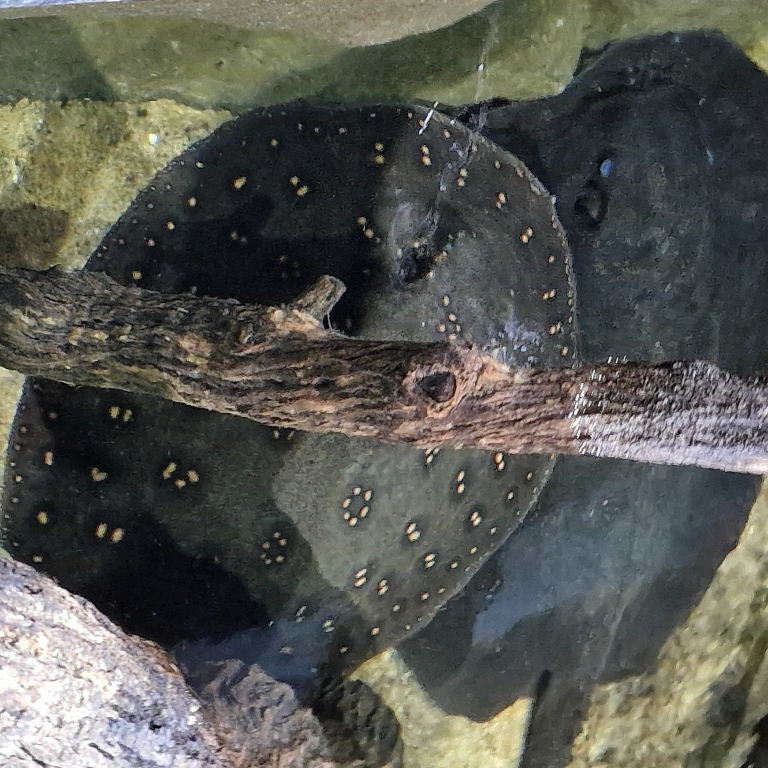Ocellate River Stingray