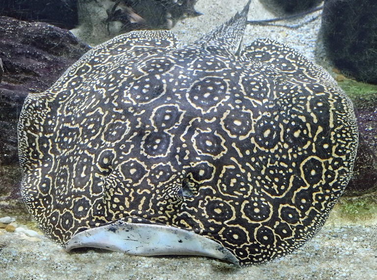 Pearly River Stingray