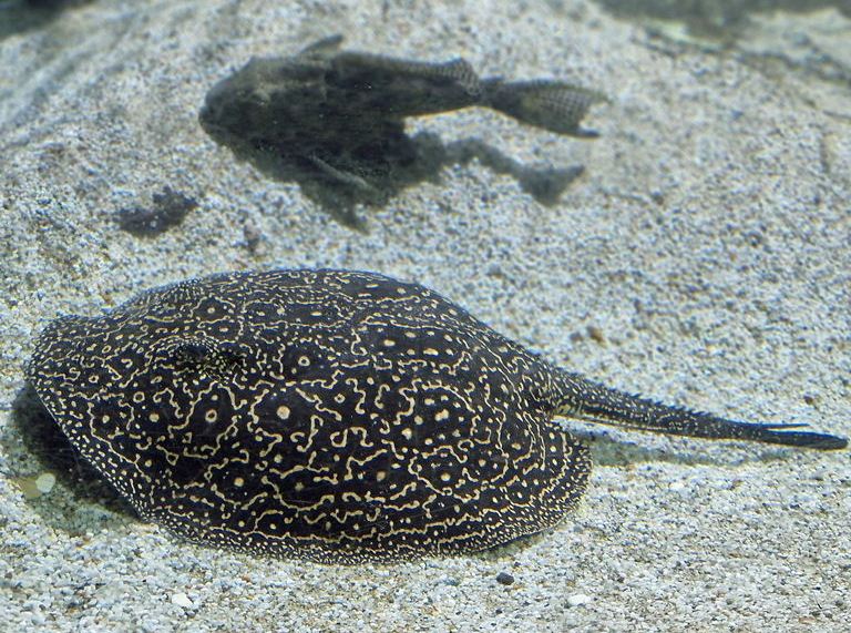 Pearly River Stingray