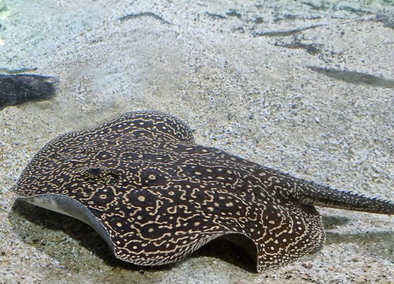 Pearly River Stingray