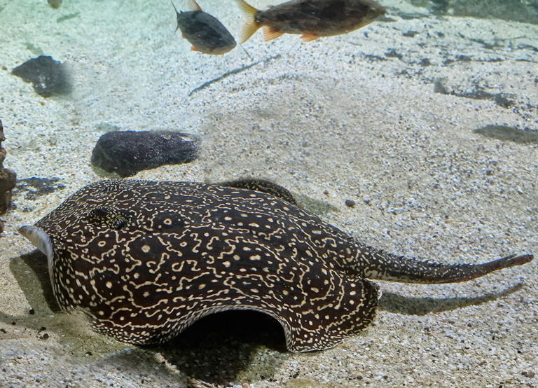 Pearly River Stingray