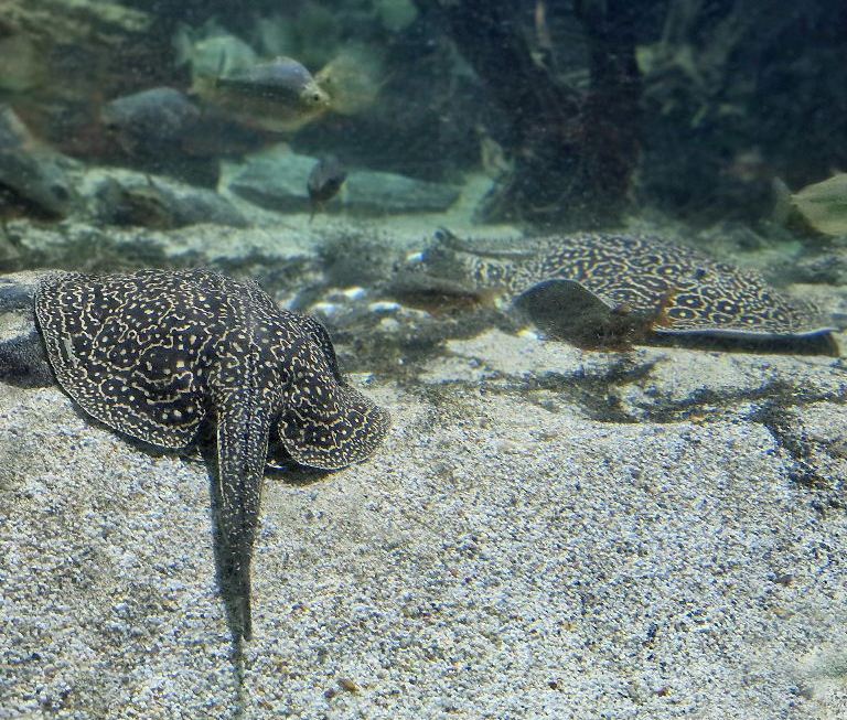 Pearly River Stingray