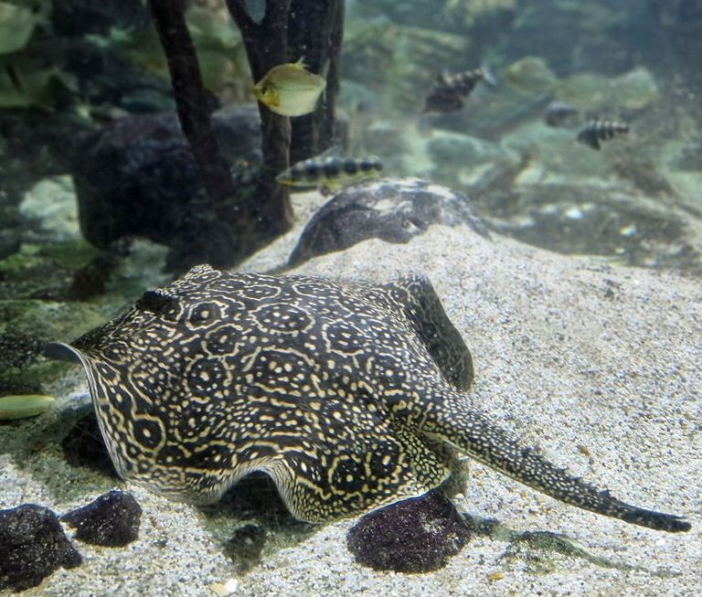 Pearly River Stingray