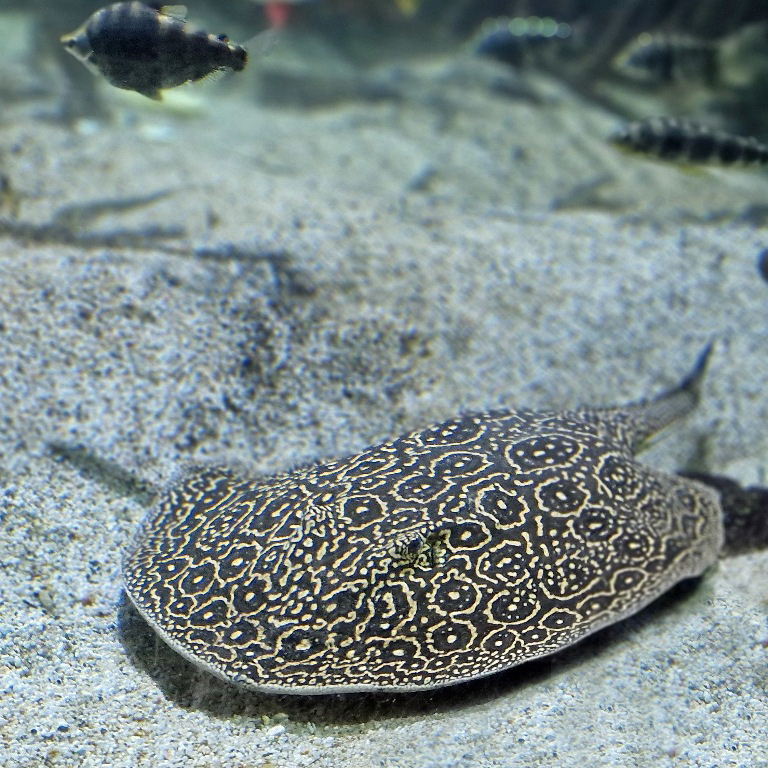 Pearly River Stingray
