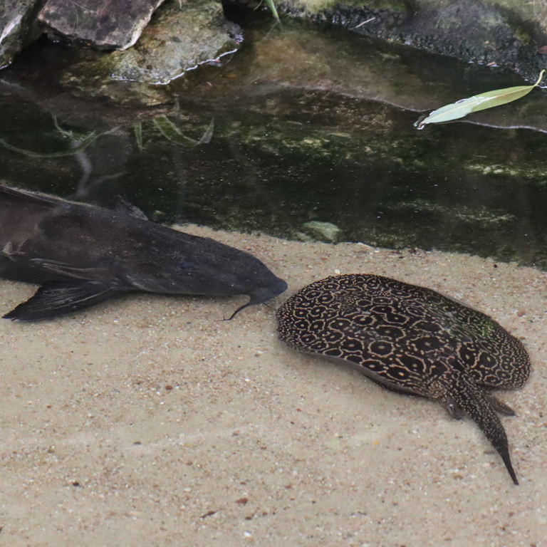 Jabuti River Stingray with Doradid Catfish