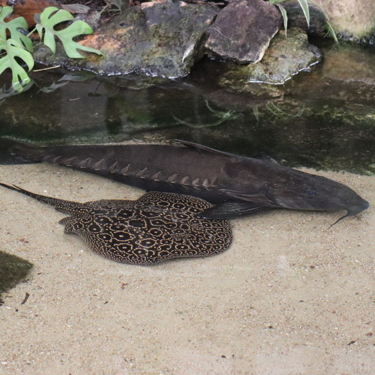 Jabuti River Stingray with Doradid Catfish