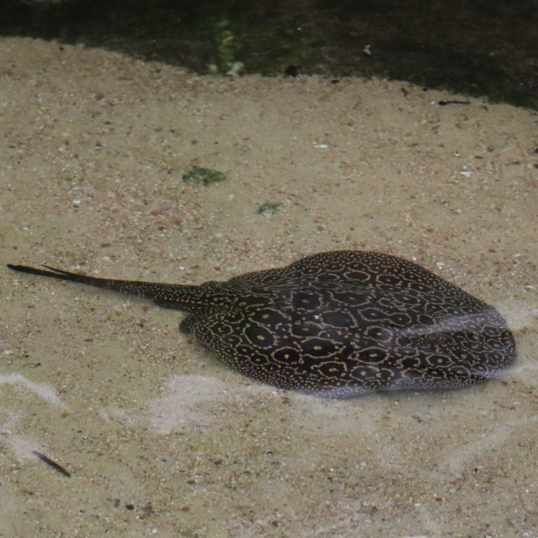 Jabuti River Stingray
