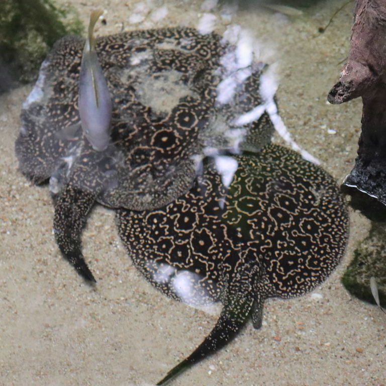 Jabuti River Stingray