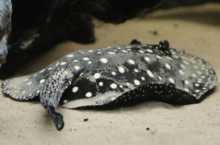 Black Diamond Ray
