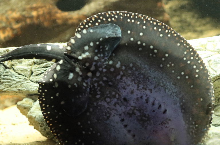 Black Diamond Ray
