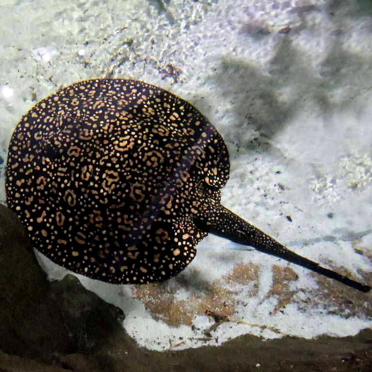 White-blotched River Stingray