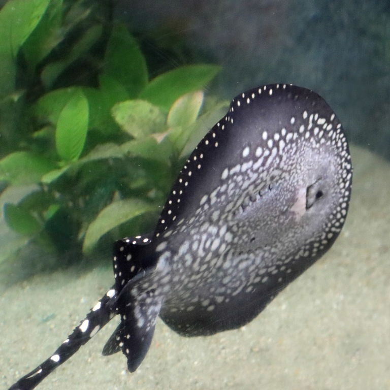 underside White-blotched River Stingray