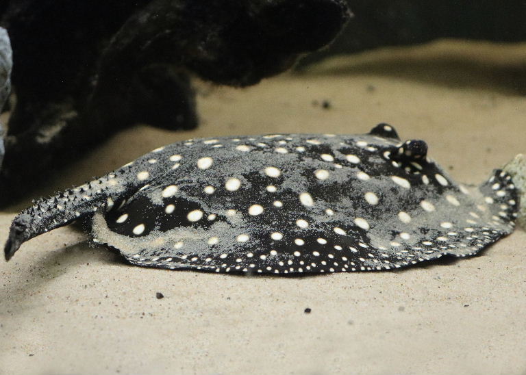 White-blotched River Stingray thorned tail