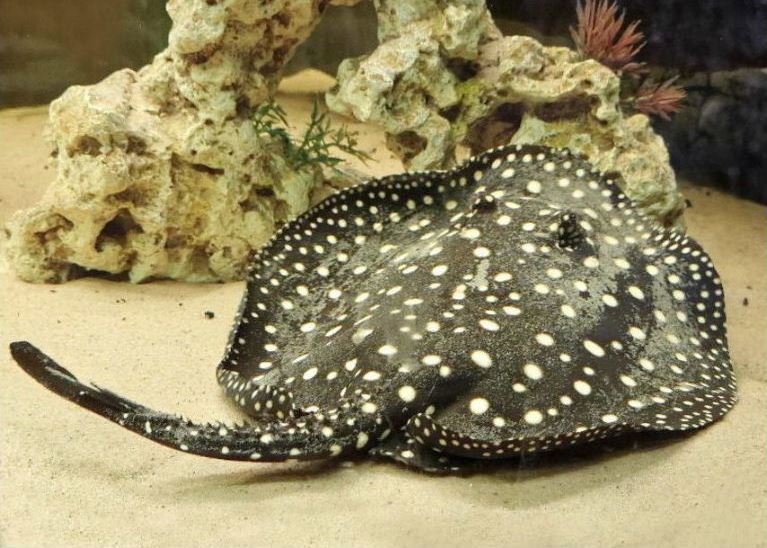 White-blotched River Stingray thorned tail