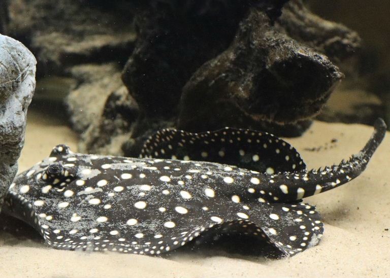 White-blotched River Stingray thorned tail
