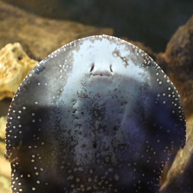 underside White-blotched River Stingrays