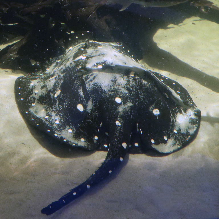 White-blotched River Stingray