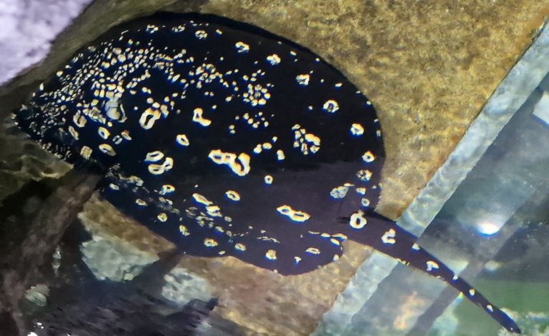 Xingu River Stingray