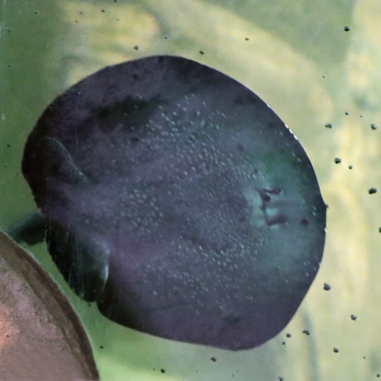 dark underside River Stingray