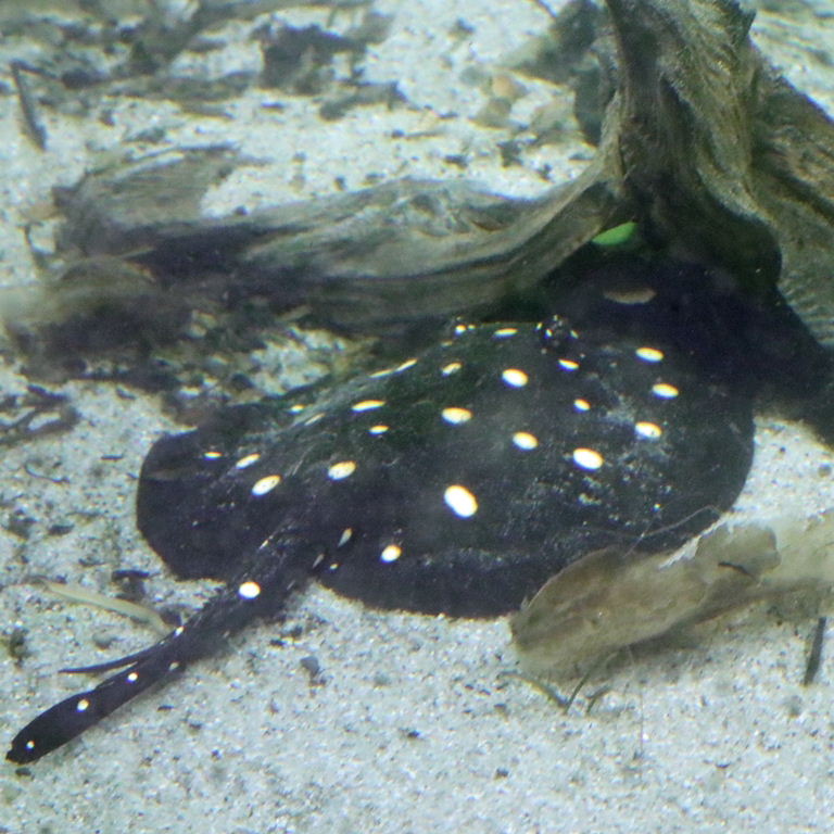 White-blotched River Stingray without edge spots