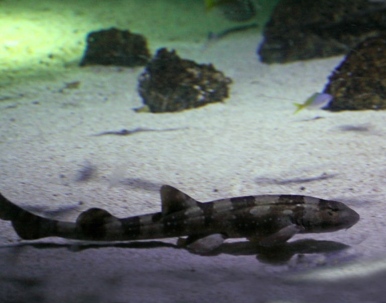 White-spotted Bamboo Shark