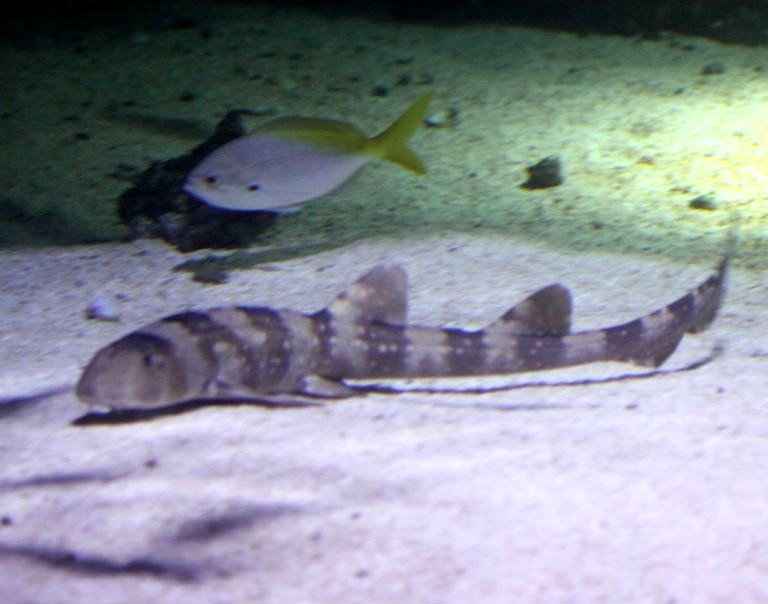 White-spotted Bamboo Shark