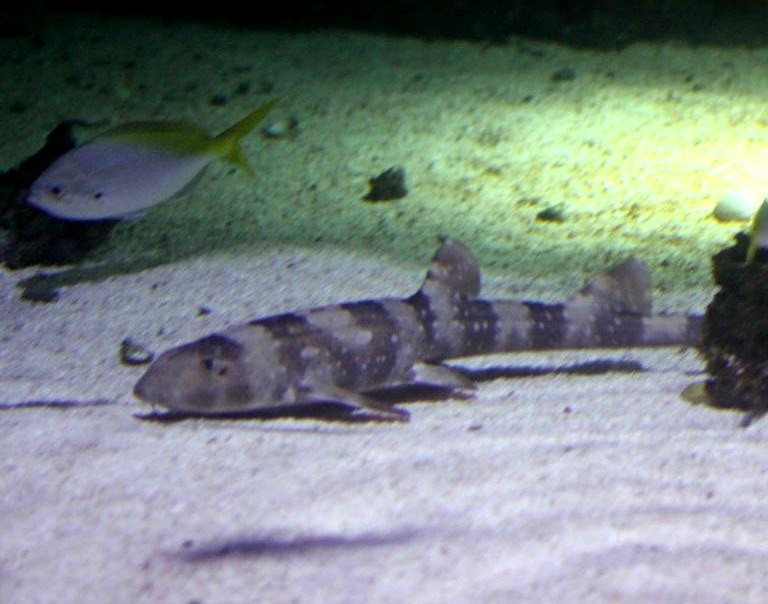 White-spotted Bamboo Shark
