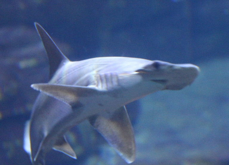 Bonnethead Shark