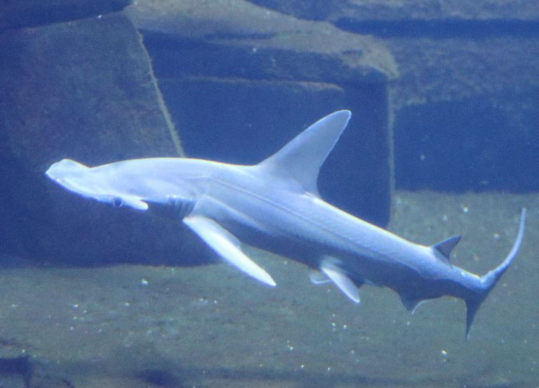 Bonnethead Shark