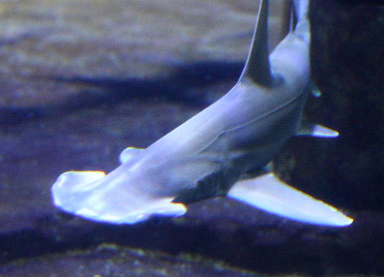 Bonnethead Shark