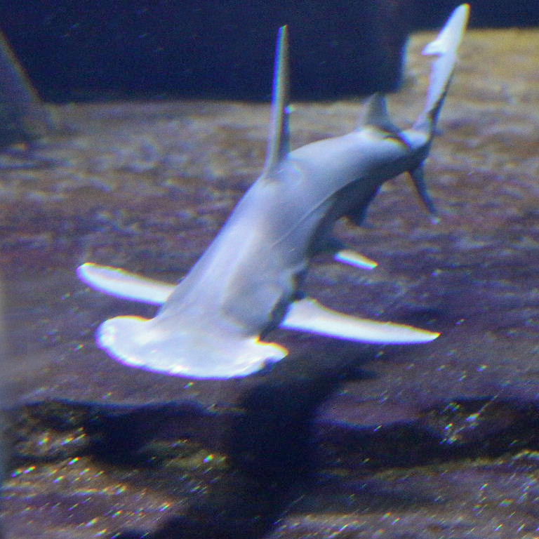 Bonnethead Shark
