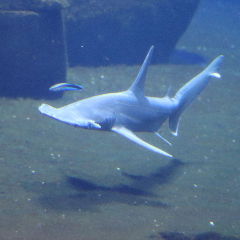 Bonnethead Shark