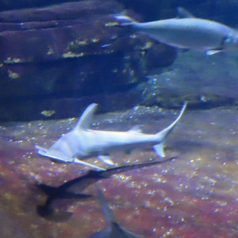 Bonnethead Shark