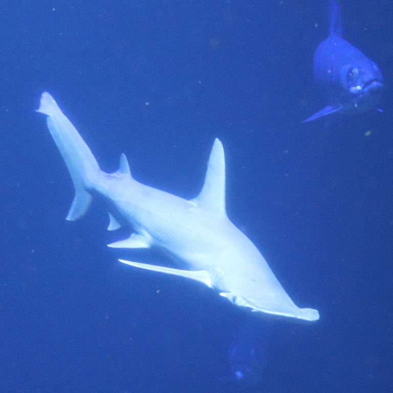 Bonnethead Shark