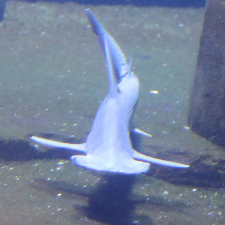 Bonnethead Shark