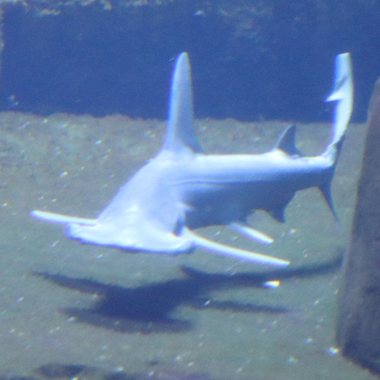 Bonnethead Shark