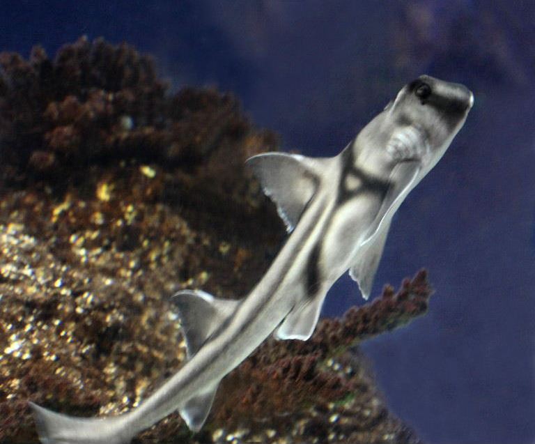 Port Jackson Bullhead Shark