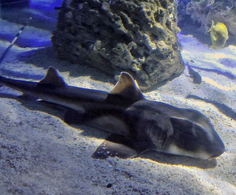 Port Jackson Bullhead Shark
