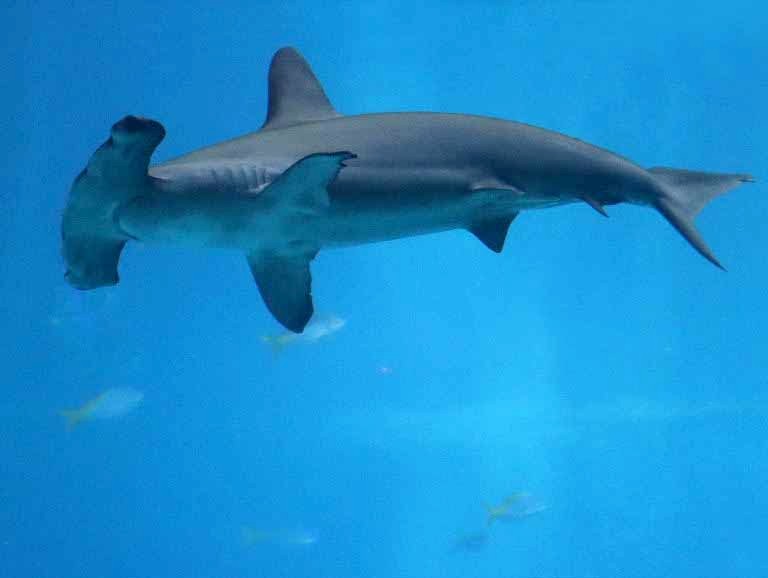 Scalloped Hammerhead Shark