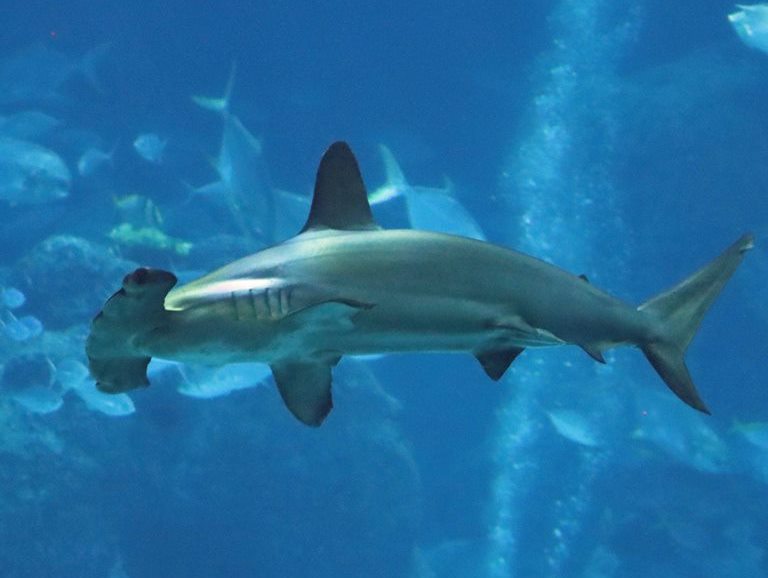 Scalloped Hammerhead Shark