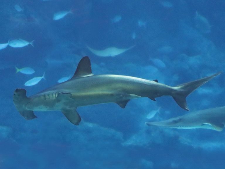 Scalloped Hammerhead Shark