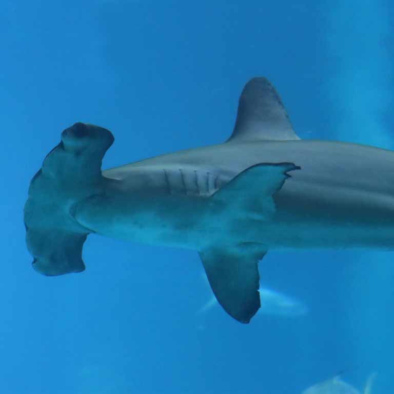 Scalloped Hammerhead Shark
