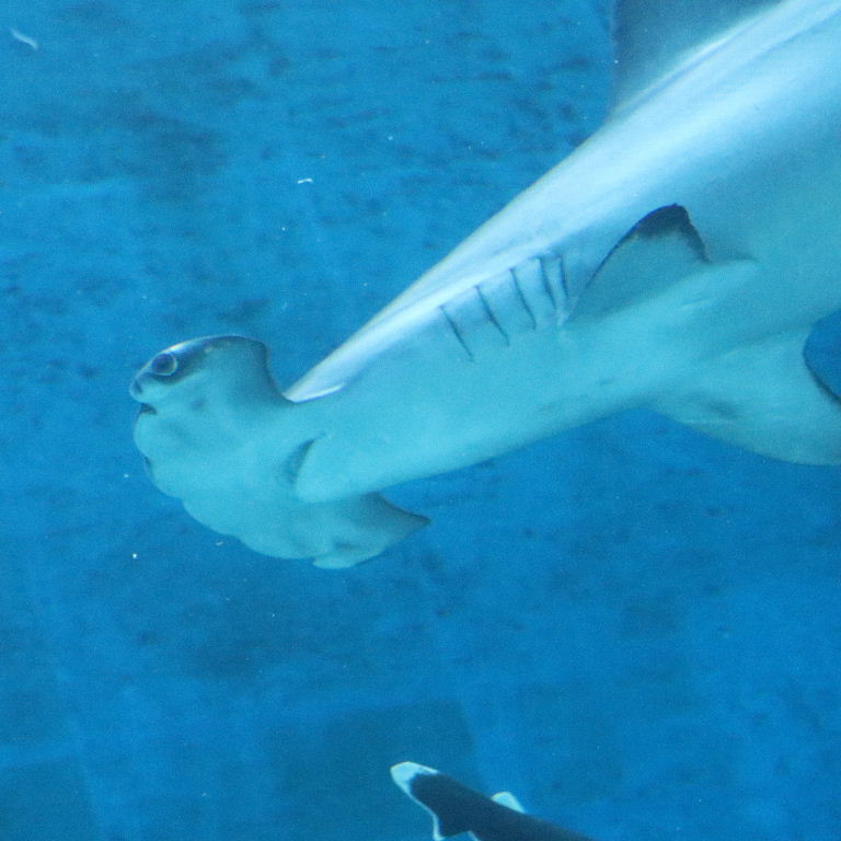 Scalloped Hammerhead Shark